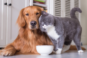 Seguros para Pets